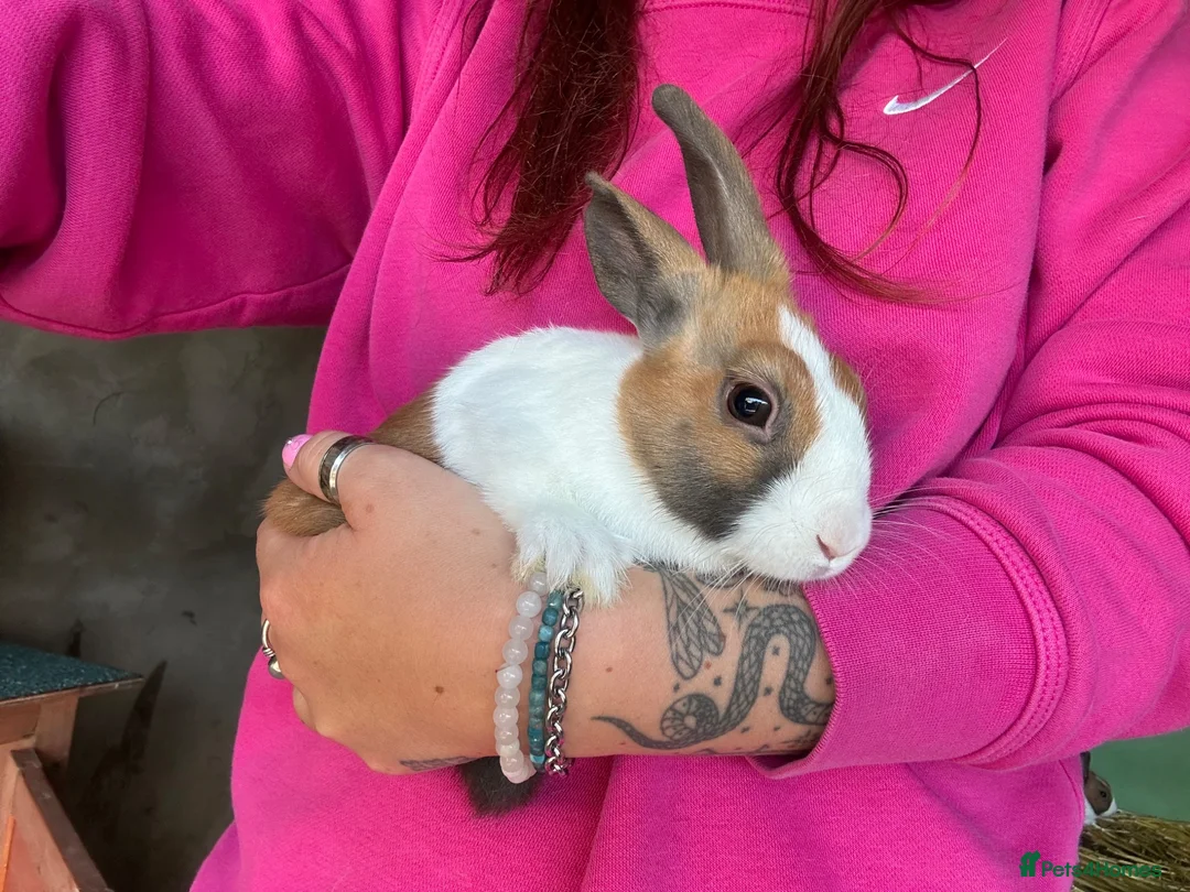 Dutch rabbits for sale: Baby Dutch Bunnies 9 Weeks old  - Advert 2