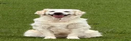 Golden Retriever dogs for sale: Stunning golden retriever puppies  - Advert 11