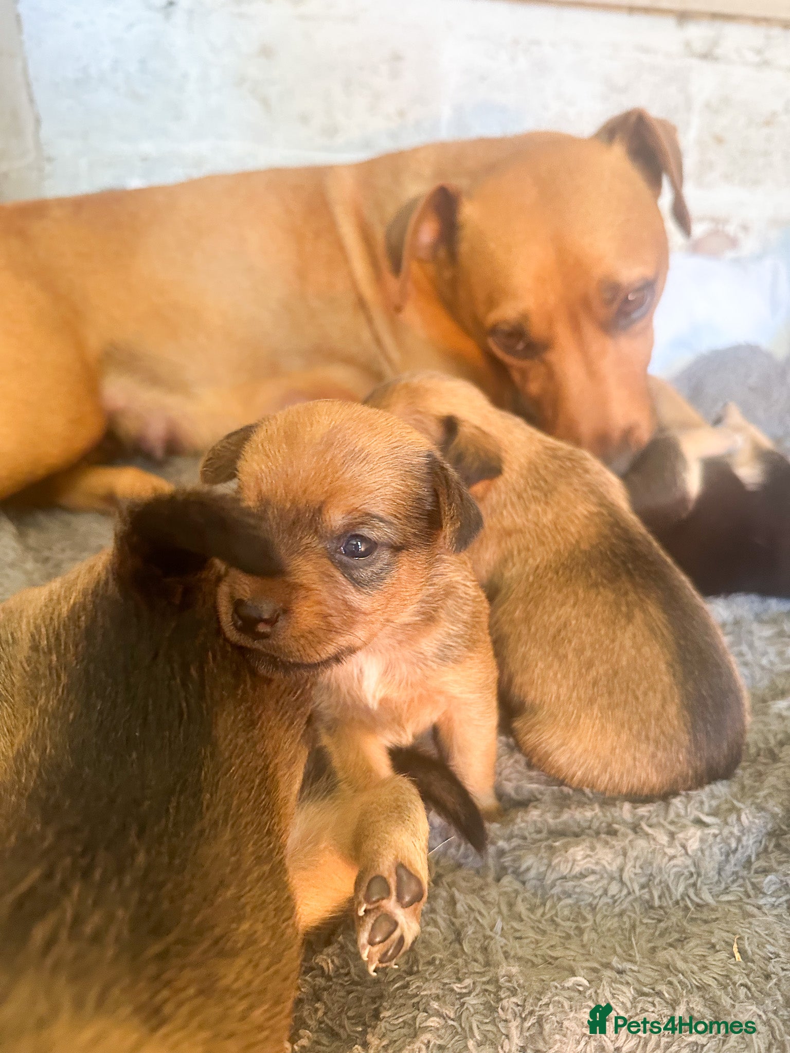 Mixed Breed dogs for sale: Patterdale X Lakeland Puppies for Sale in Letchworth Garden City - Advert 6