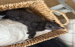 Mixed Breed cats for sale: Beautiful Chocolate Boy - Image 2