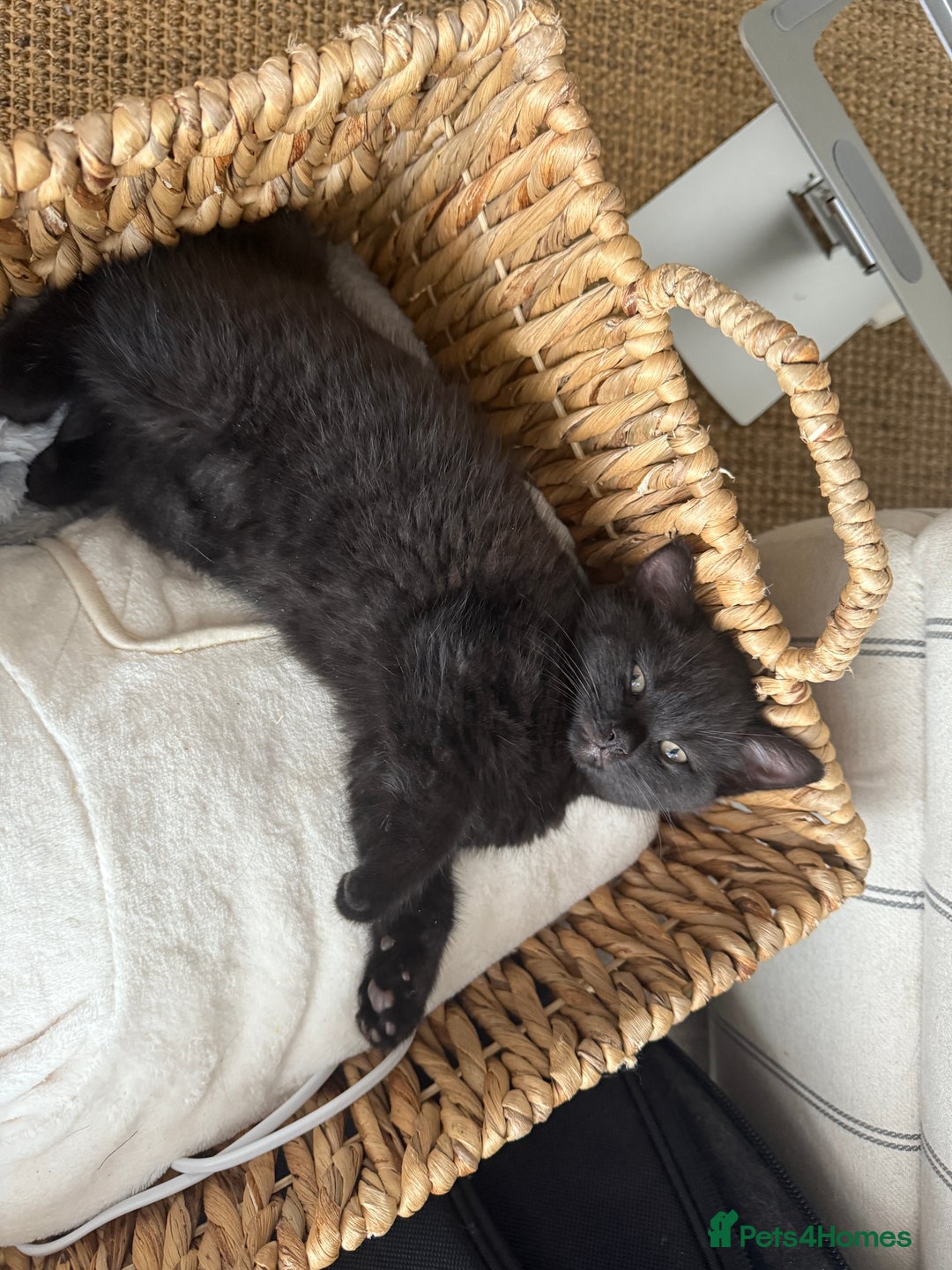 Mixed Breed cats for sale: Beautiful Chocolate Boy - Image 2