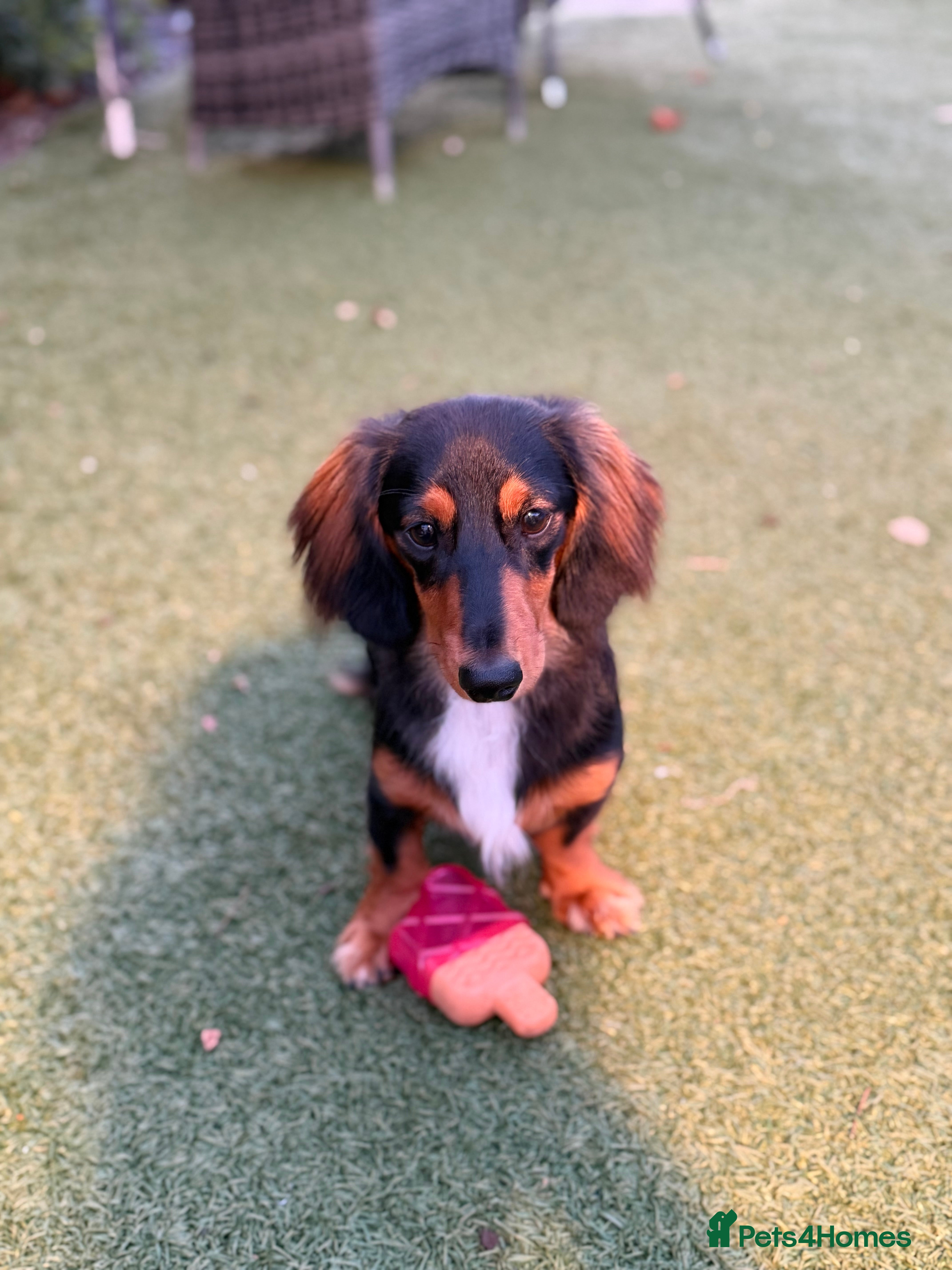 Dachshund dogs 9mo Male Dachshund - Advert 18