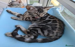 Bengal cats for sale: TICA REG 💕 2 Beautiful bengal boys  - Image 11
