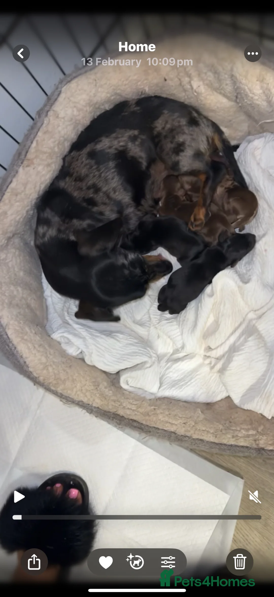 Dachshund dogs for sale: Lovely dogs waiting for there new loving home  in Maldon - Advert 5