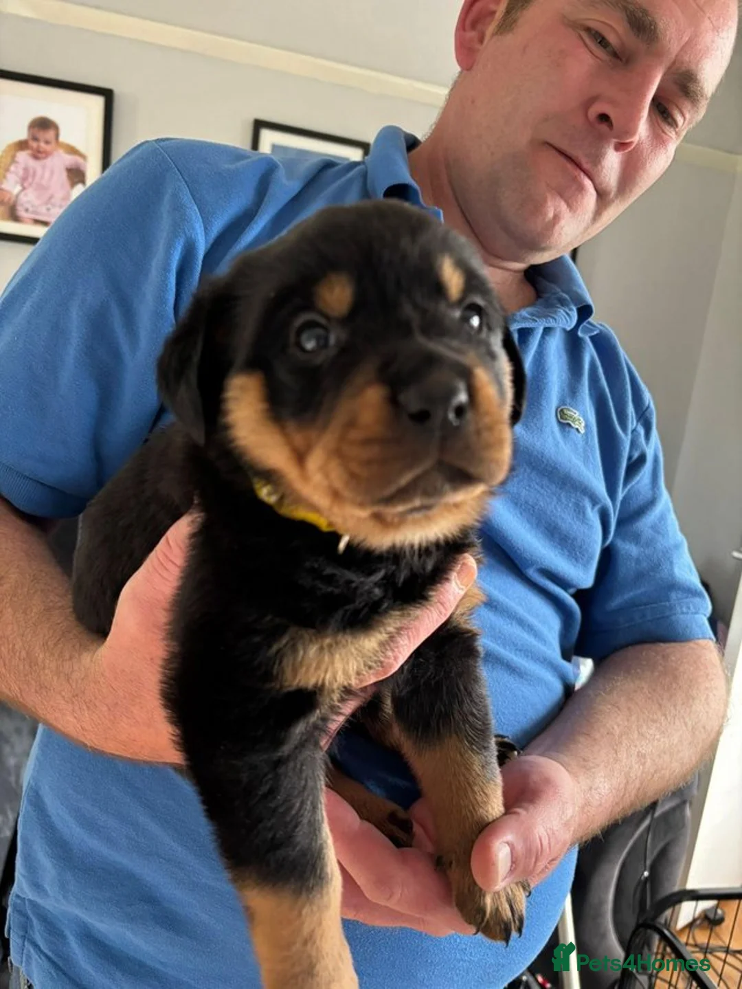 Rottweiler dogs for sale: Rottweiler puppies - Advert 1