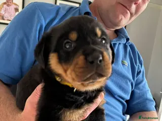 Rottweiler dogs Rottweiler puppies - Advert 1
