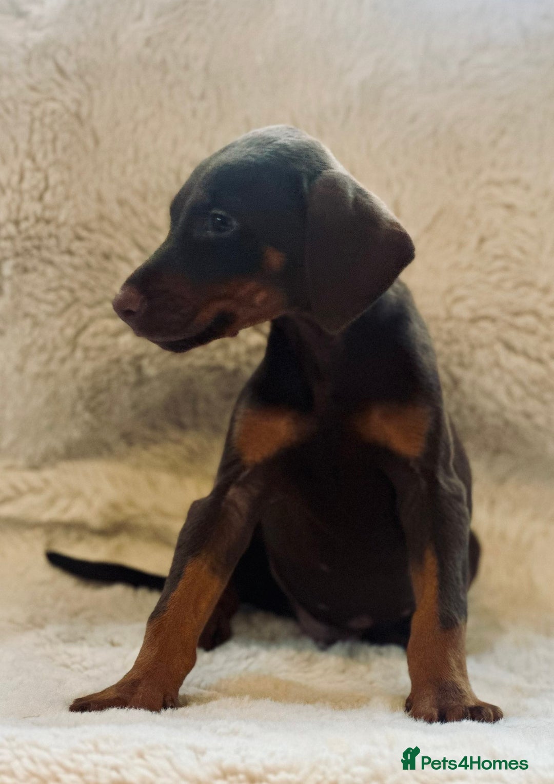 Dobermann dogs for sale: Doberman puppies  - Image 9