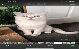 British Shorthair cats for sale: Beautiful British Shorthair Kittens... - Image 30