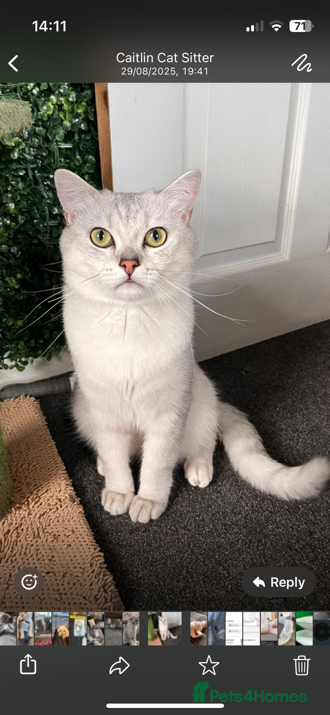 British Shorthair cats for sale: Beautiful British Shorthair Kittens... - Image 30