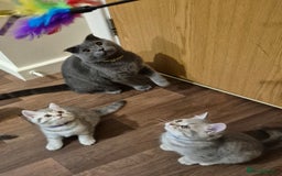 British Shorthair cats for sale: Beautiful BSH Kittens - Image 21