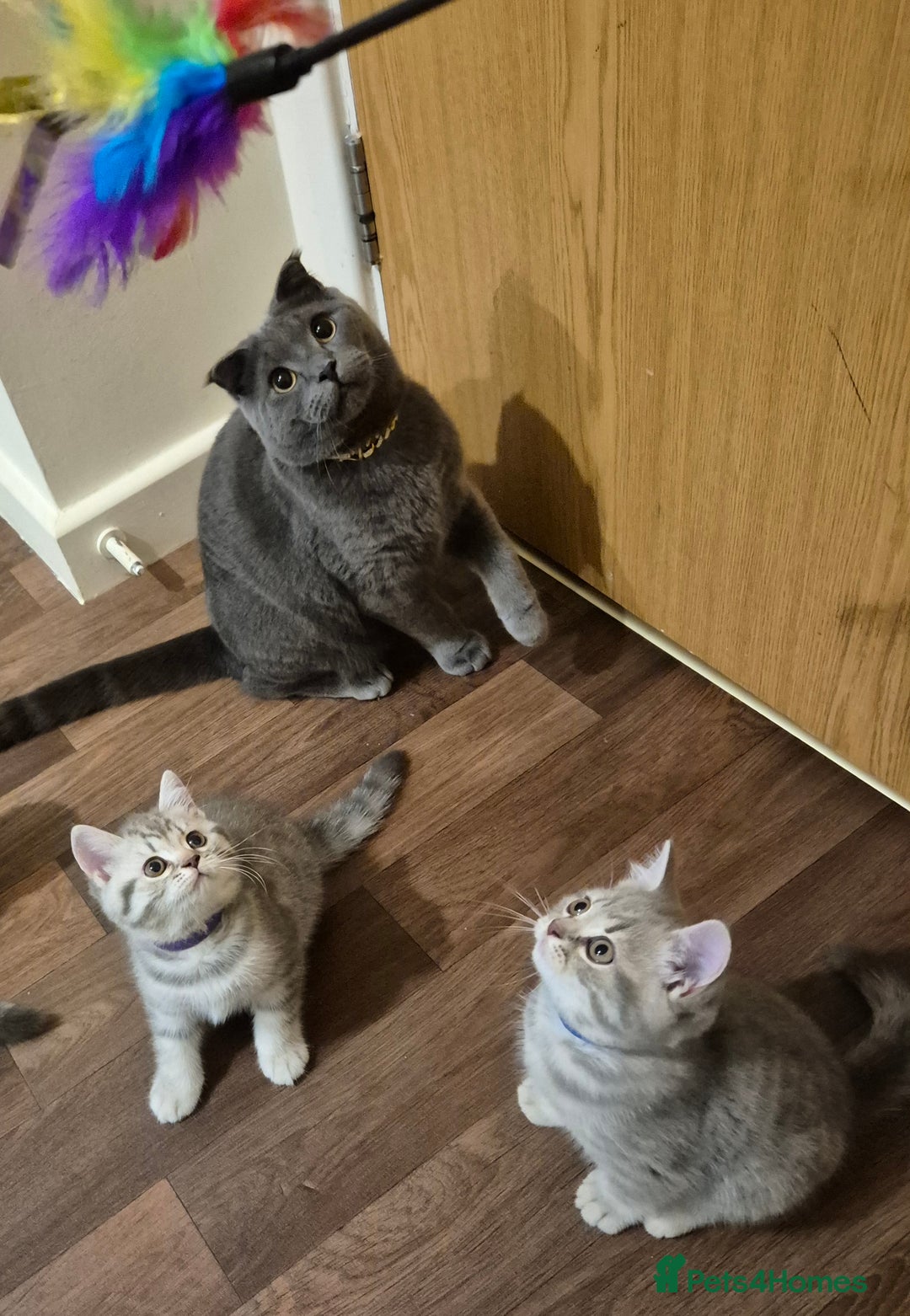 British Shorthair cats for sale: Beautiful BSH Kittens - Image 21