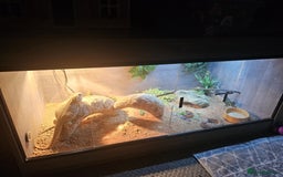 Dragon reptiles for sale: Female Leatherback Bearded Dragon - Image 10