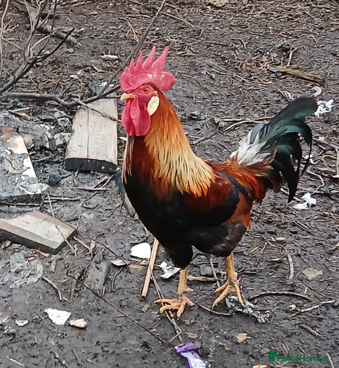 Chickens poultry for sale: Partridge leghorn cockerel in Swansea - Advert 1