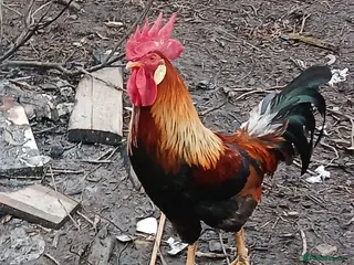 Chickens poultry Partridge leghorn cockerel - Advert 1