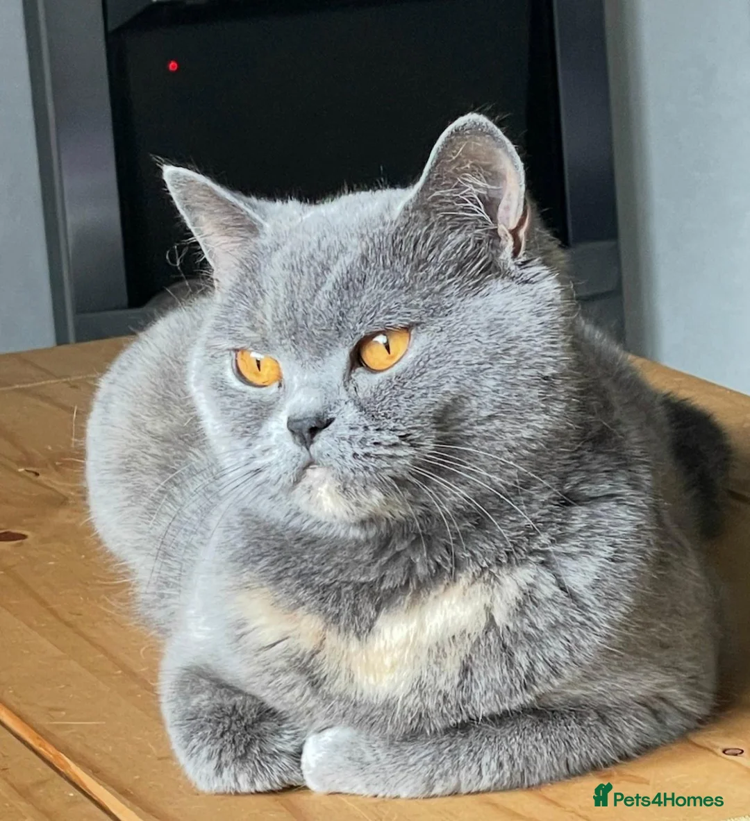 British Shorthair cats for sale: 5 year old blue cream British shorthair GCCF reg - Advert 1