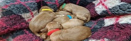 Cocker Spaniel dogs for sale: KC Registered Fox Red Working Cocker Spaniel Pups - Advert 8