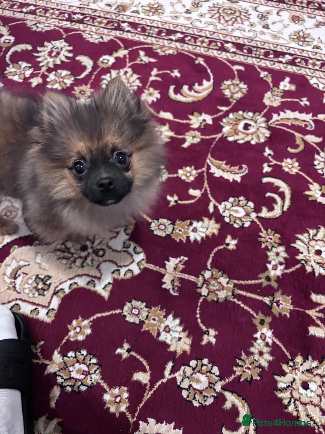 Pomeranian dogs for sale: 🐾 Stunning Male Pomeranian Puppy – £1,750 🐾 - Advert 18