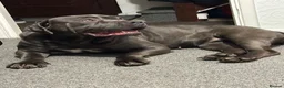 Cane Corso dogs for sale: Urgent Cane Corso female - Advert 4