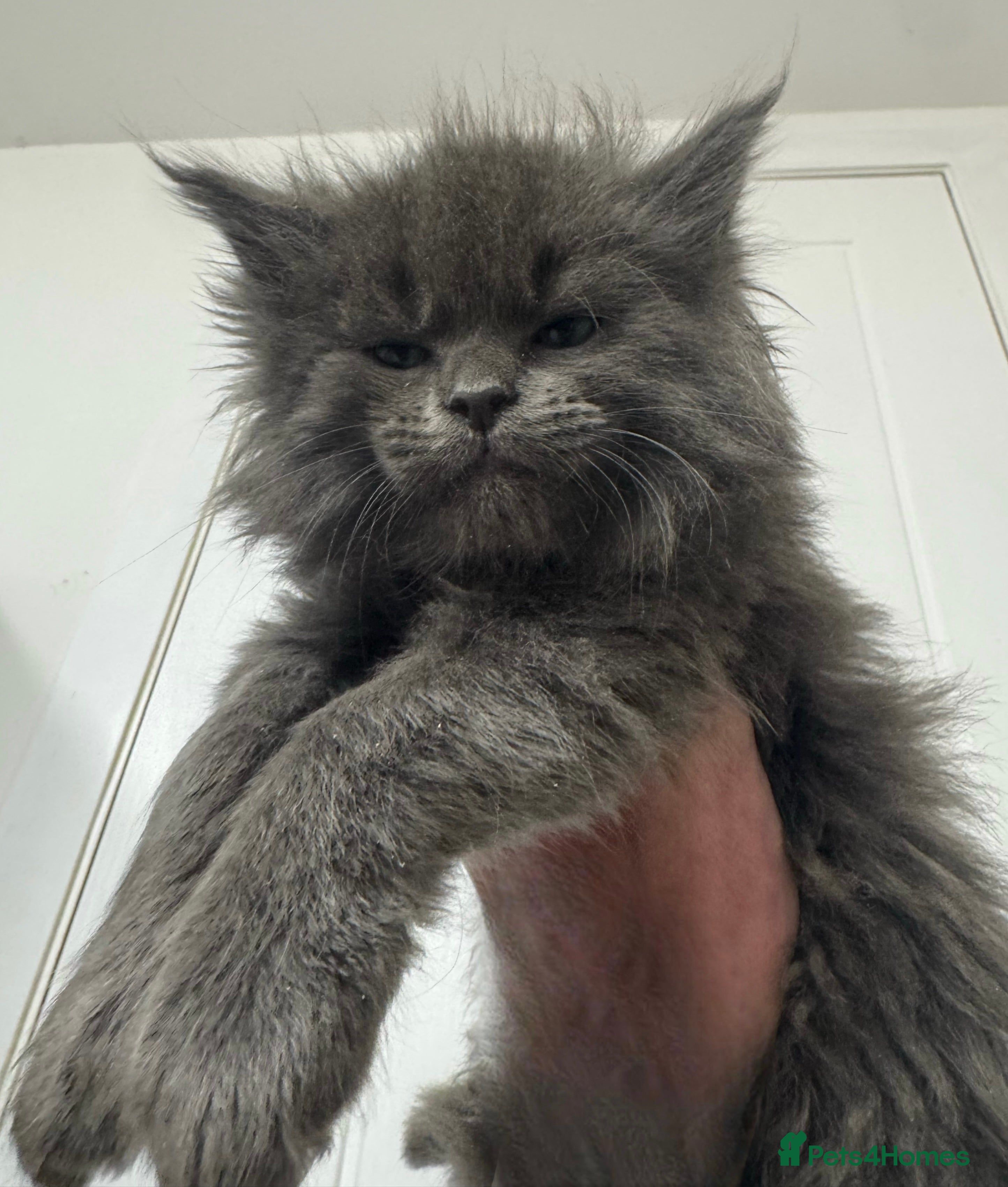 Ragcoon cats XL RAGCOON  - Advert 1