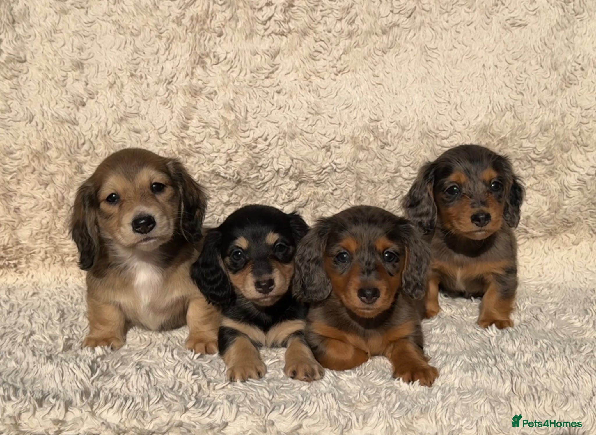 Miniature Dachshund dogs Miniature long haired dachshund puppies for sale  - Advert 1