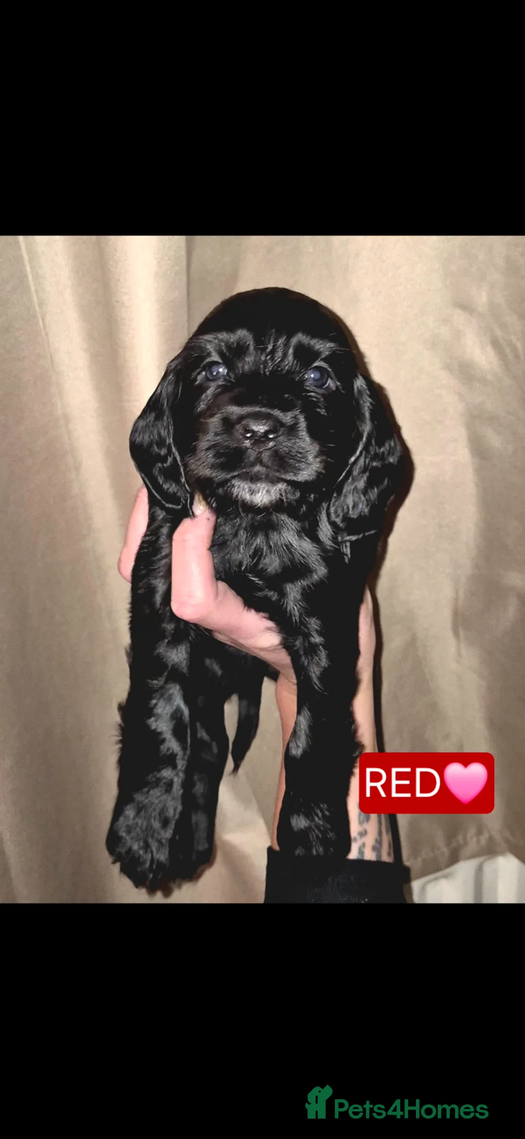 Cocker Spaniel dogs for sale: Beautiful Cocker-Spaniel pups for sale in Oldham - Advert 11