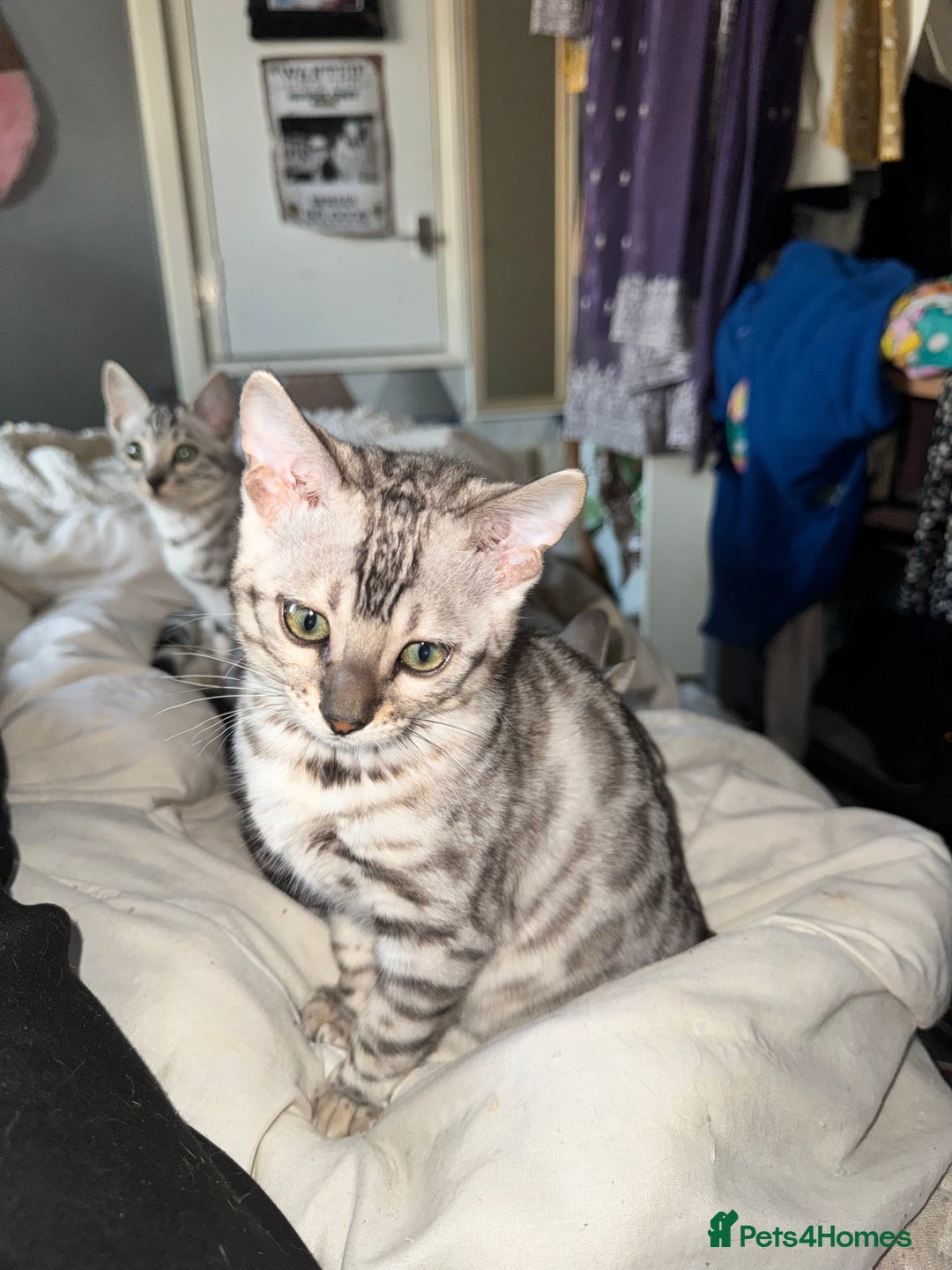 Bengal cats for sale: Tica registered beautiful kittens - Advert 11