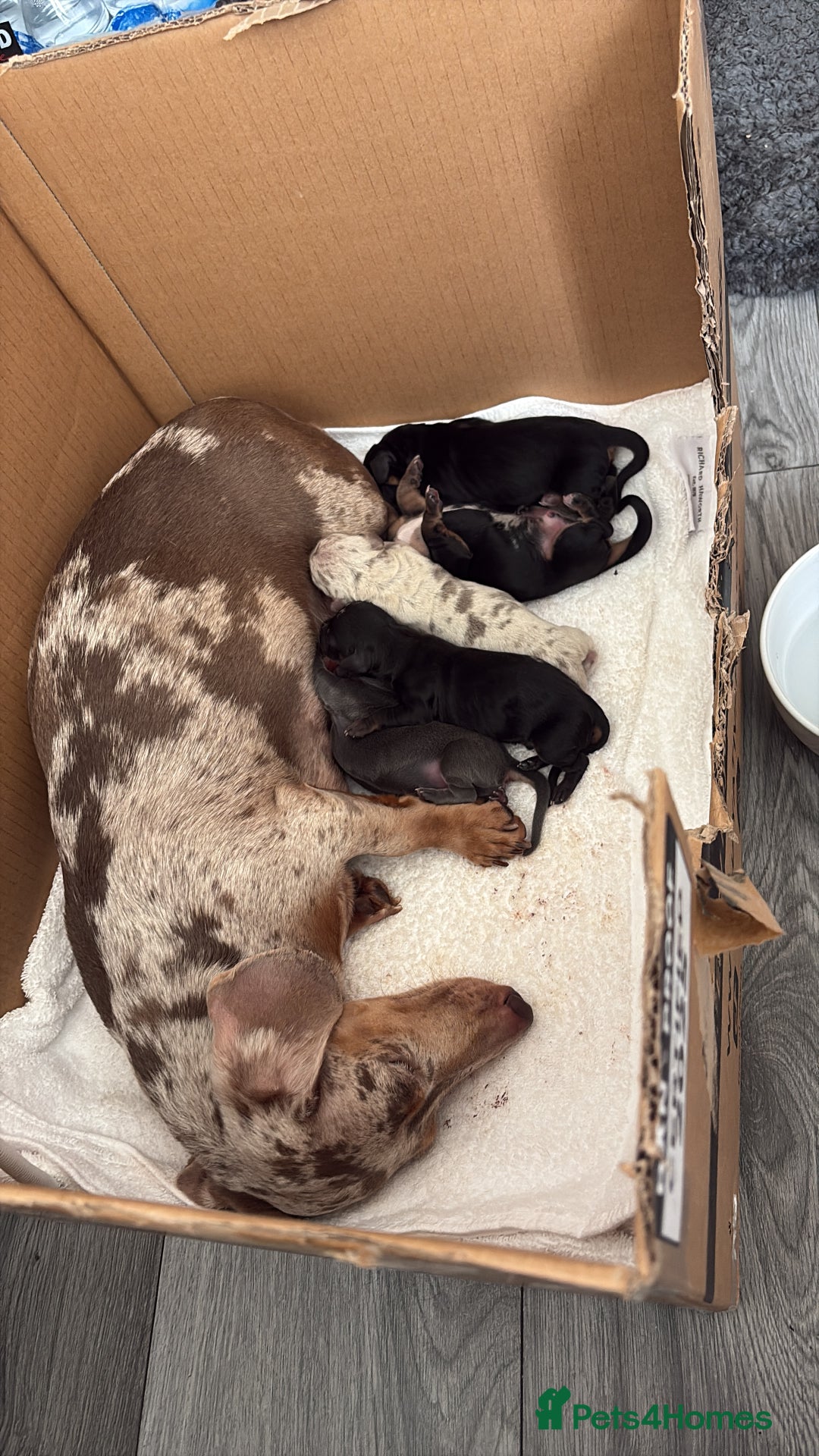 Dachshund dogs for sale: 2 male dachshund available for loving homes - Image 2
