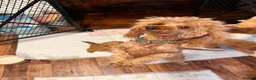 Cavapoo dogs for sale: 🩵🫧 4 Cavapoo Puppies 🫧🩵 - Advert 21