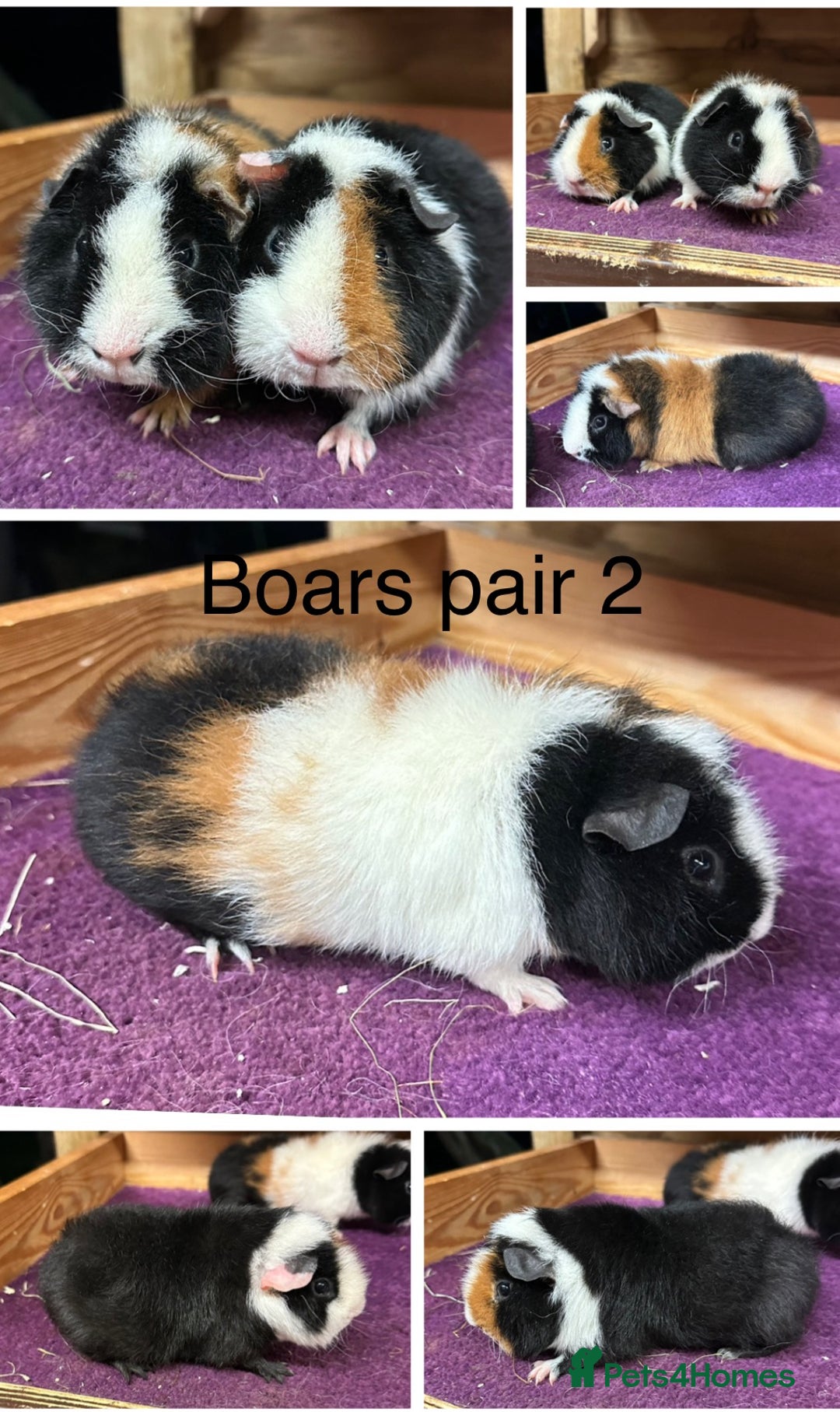 Guinea Pig rodents for sale: Teddy,Swiss and pet guinea pigs - Advert 3