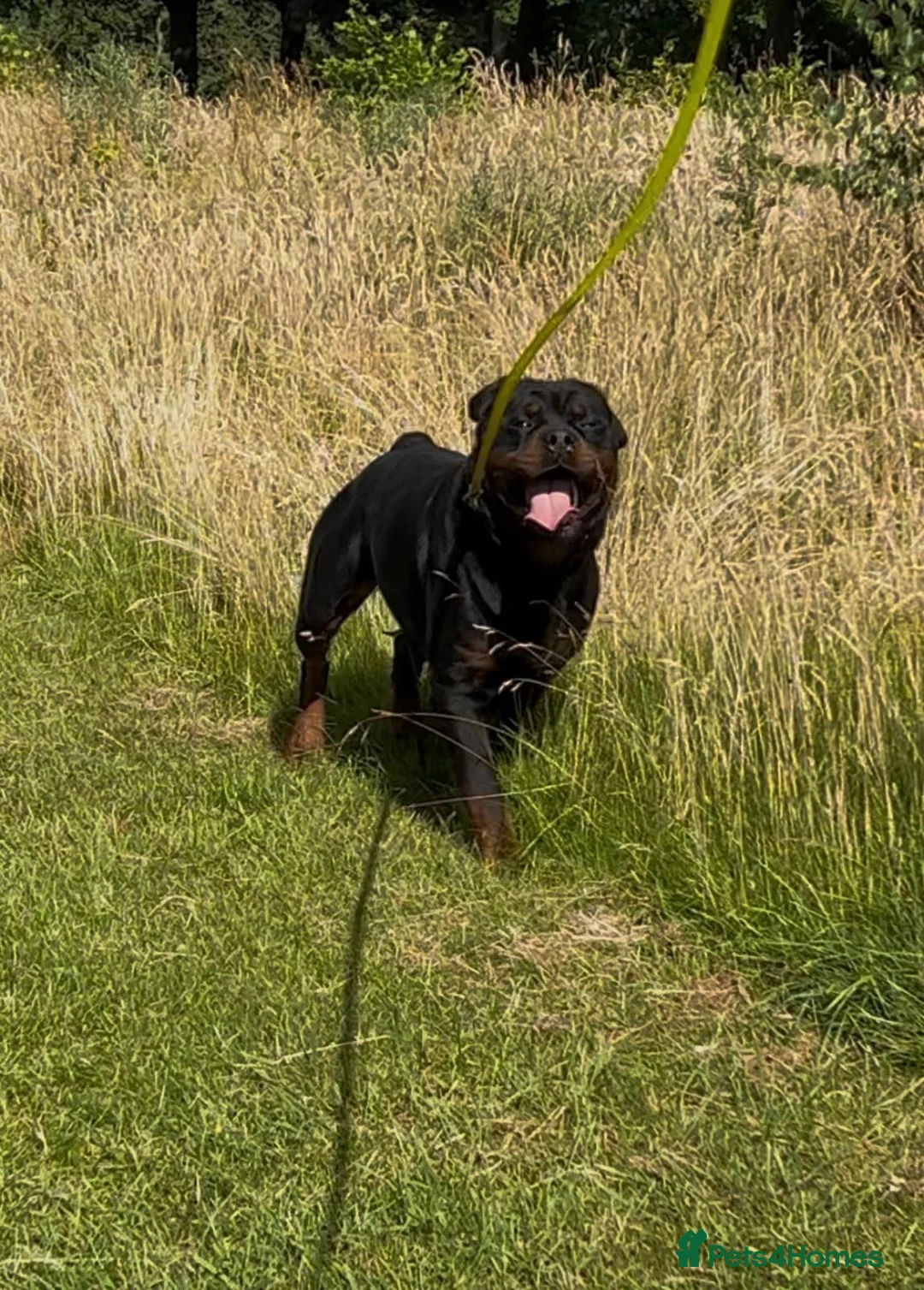 Rottweiler dogs for sale: Rottwiler puppies - Advert 1
