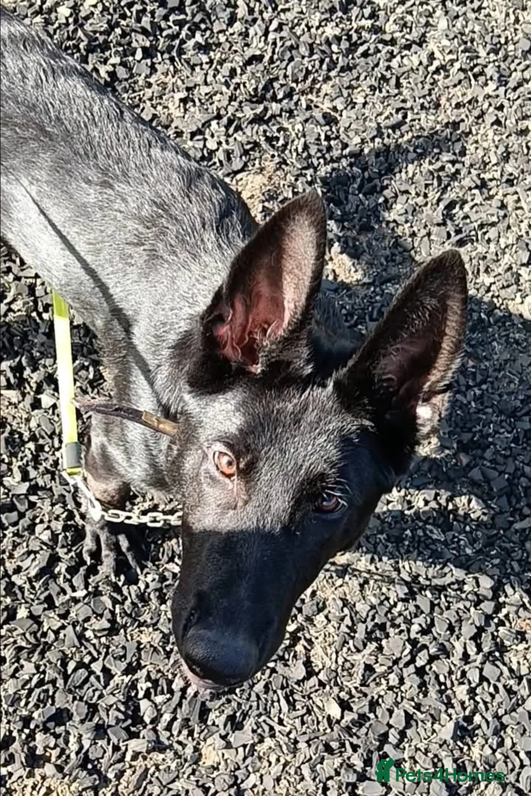 Belgian Shepherd Dog dogs for adoption: COAL - Malinois X GSD - Advert 3