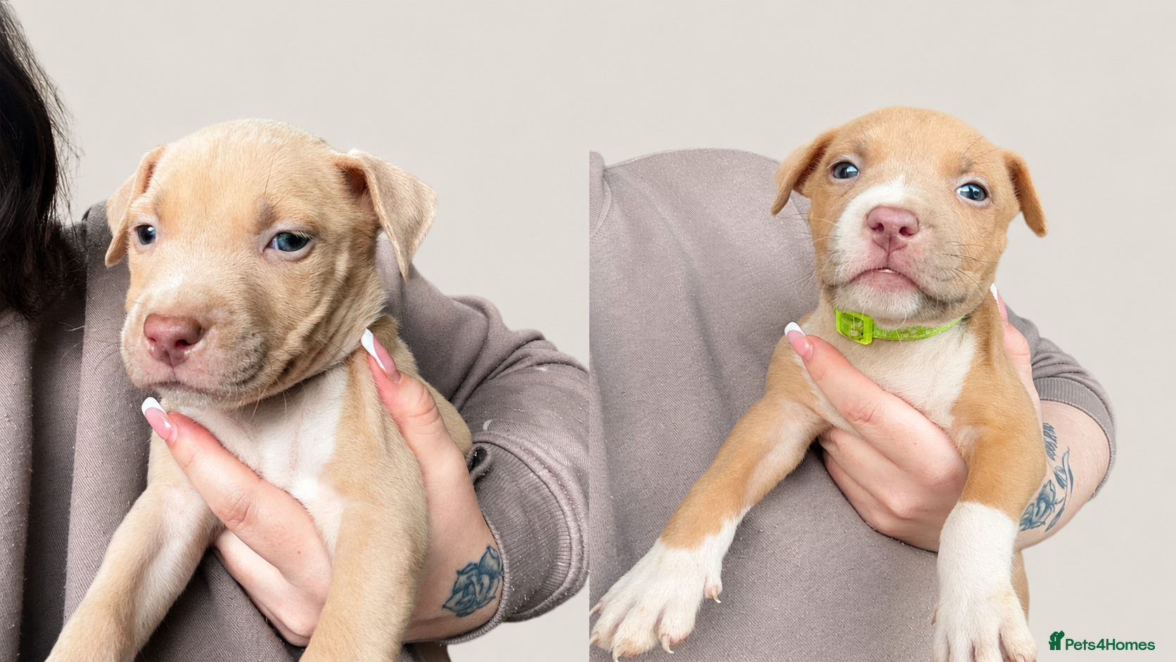 American Bully dogs ❗️READY TO LEAVE TODAY ❗️4 LEFT ❗️ - Advert 11