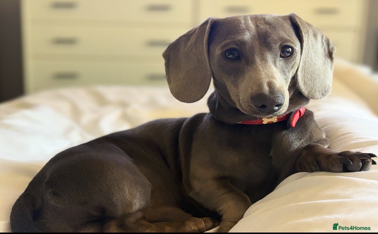Miniature Dachshund dogs - Advert 10