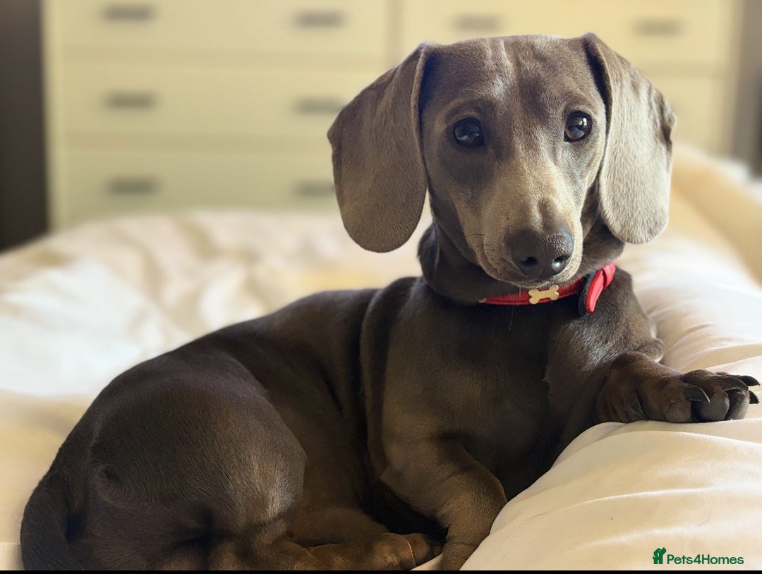 Miniature Dachshund dogs for stud: Blue Miniature Dachshund for stud - Image 1