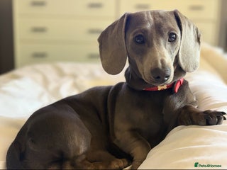 Miniature Dachshund dogs - Advert 4