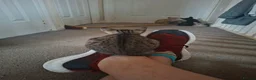 Oriental cats for sale: Beautiful Oriental Cross kittens - Advert 13