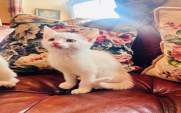 Mixed Breed cats for sale: *READY NOW* 3 Beautiful White Kittens - Image 12