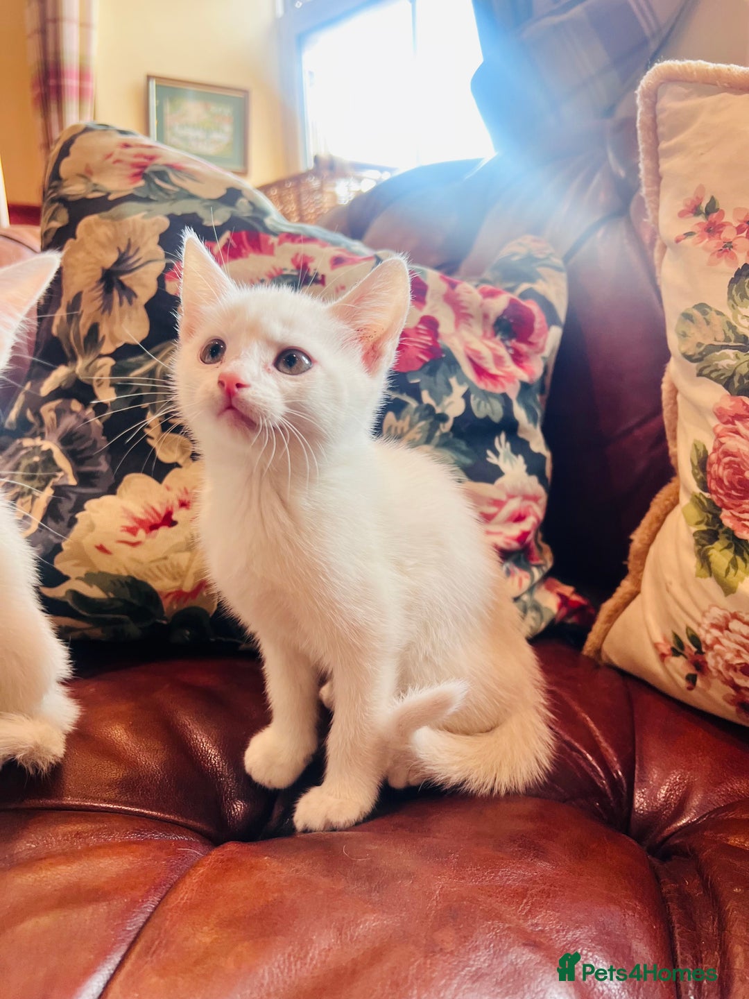 Mixed Breed cats for sale: *READY NOW* 3 Beautiful White Kittens - Image 12