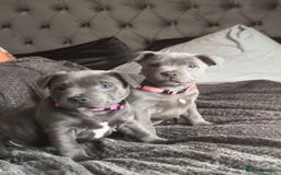 Staffordshire Bull Terrier dogs for sale: BLUE BLOODLINE CHAMPION STAFFS💕🐾 - Image 2