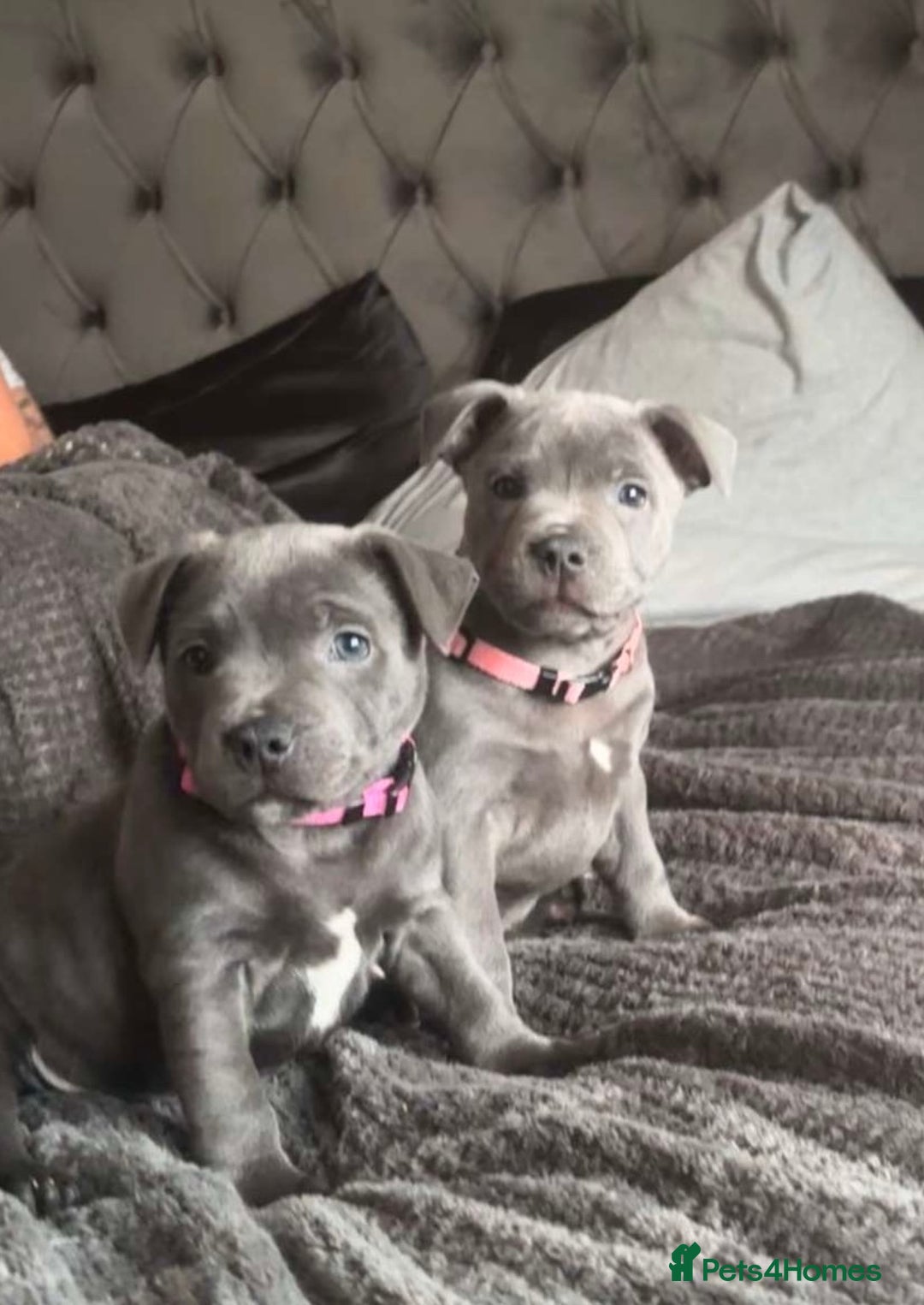 Staffordshire Bull Terrier dogs for sale: BLUE BLOODLINE CHAMPION STAFFS💕🐾 - Image 2