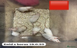 Rat rodents for sale: Baby and young rats ready now. Sheffield - Image 11