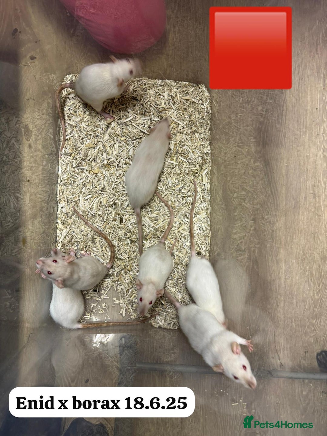 Rat rodents for sale: Baby and young rats ready now. Sheffield - Image 11