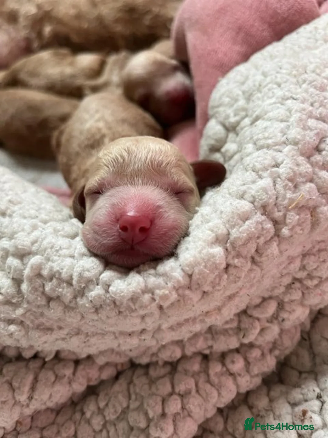 Cockapoo dogs for stud: Lovely proven F1 cockapoo for stud -Health Checked in Lanark - Advert 8