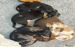Miniature Dachshund dogs for sale:  litter of miniature dachshunds (smoothhair) - Image 4