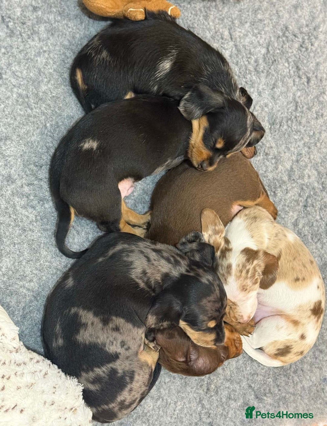 Miniature Dachshund dogs for sale:  litter of miniature dachshunds (smoothhair) - Image 4
