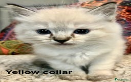 Ragdoll cats for sale: 4 Prebred Ragdolls kittens for sale - Image 11