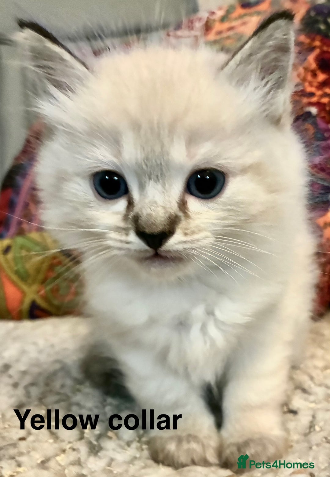 Ragdoll cats for sale: 4 Prebred Ragdolls kittens for sale - Image 11