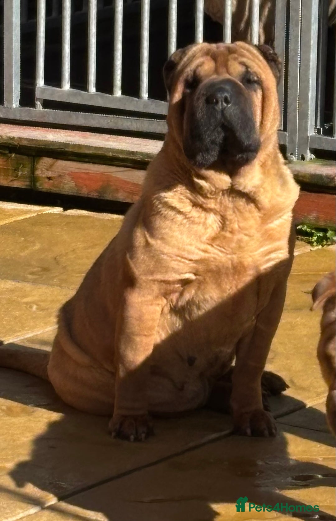 Shar Pei dogs for sale: 5⭐️ LICENSED BREEDER Show kennels , - Image 2