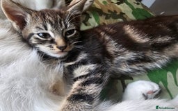 Munchkin cats for sale: Cute addorable kitten ready to leave immediately  in London - Image 31