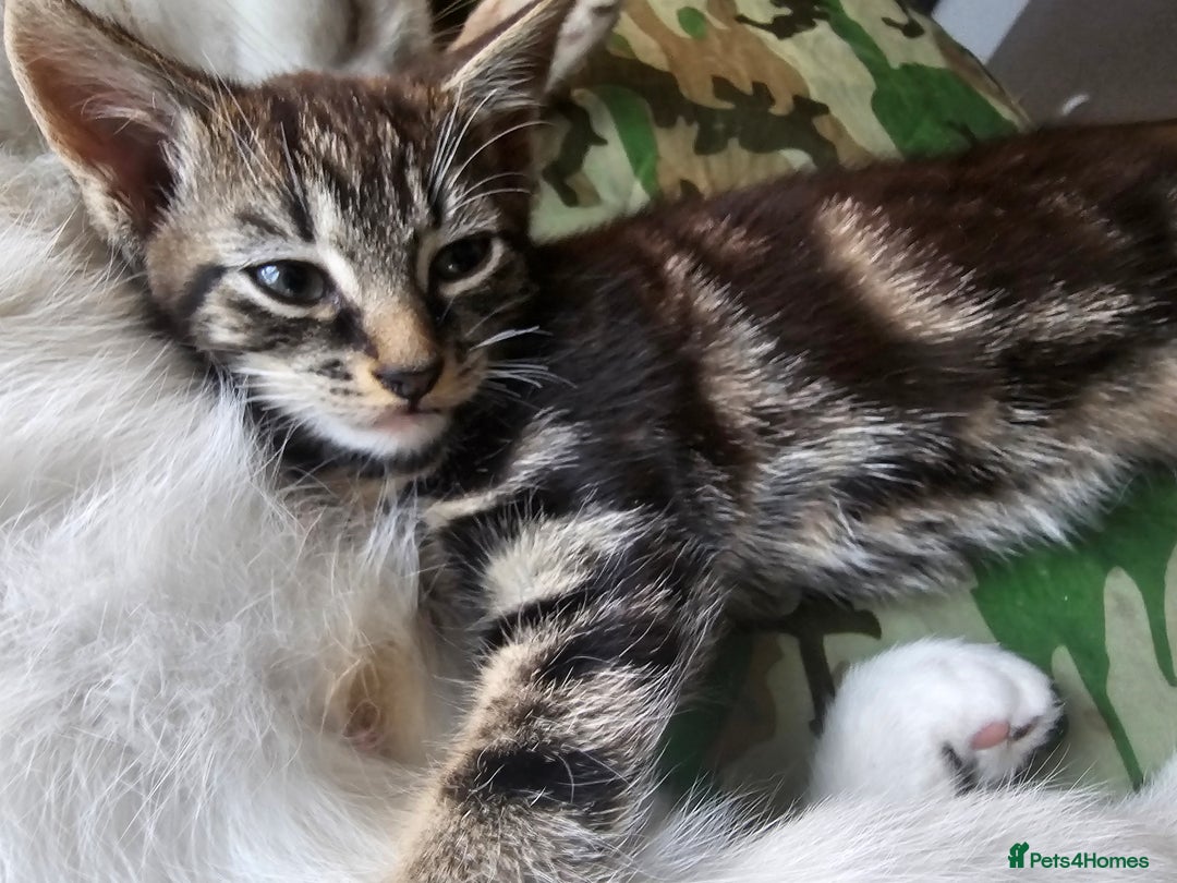 Munchkin cats for sale: Cute addorable kitten ready to leave immediately  in London - Image 31